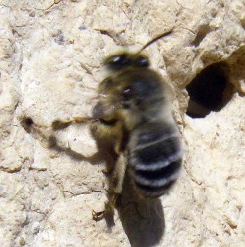 Hairy-footed Flower Bee (Anthophora plumipes)