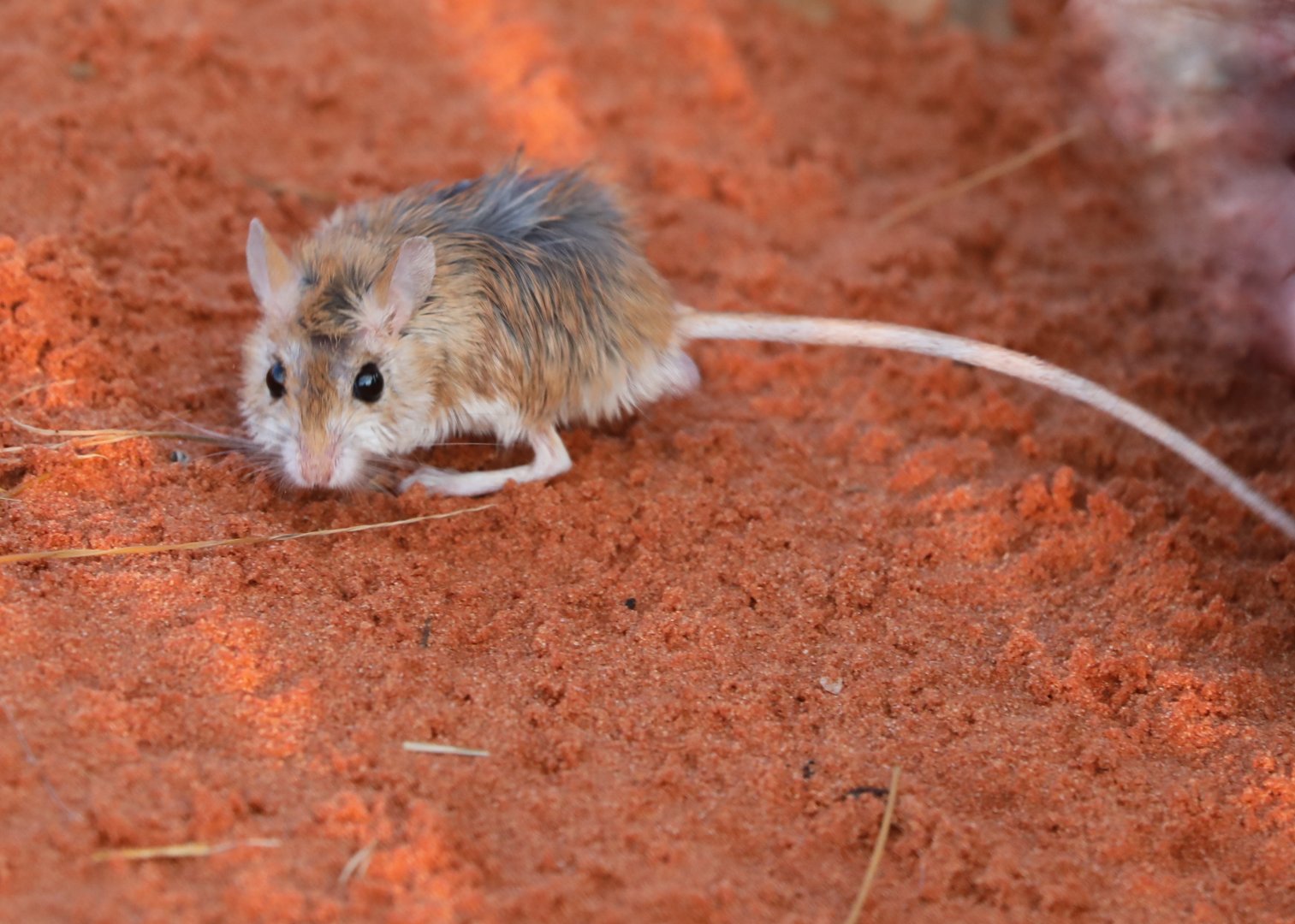 Hairy-footed Gerbil (Gerbillurus paeba)