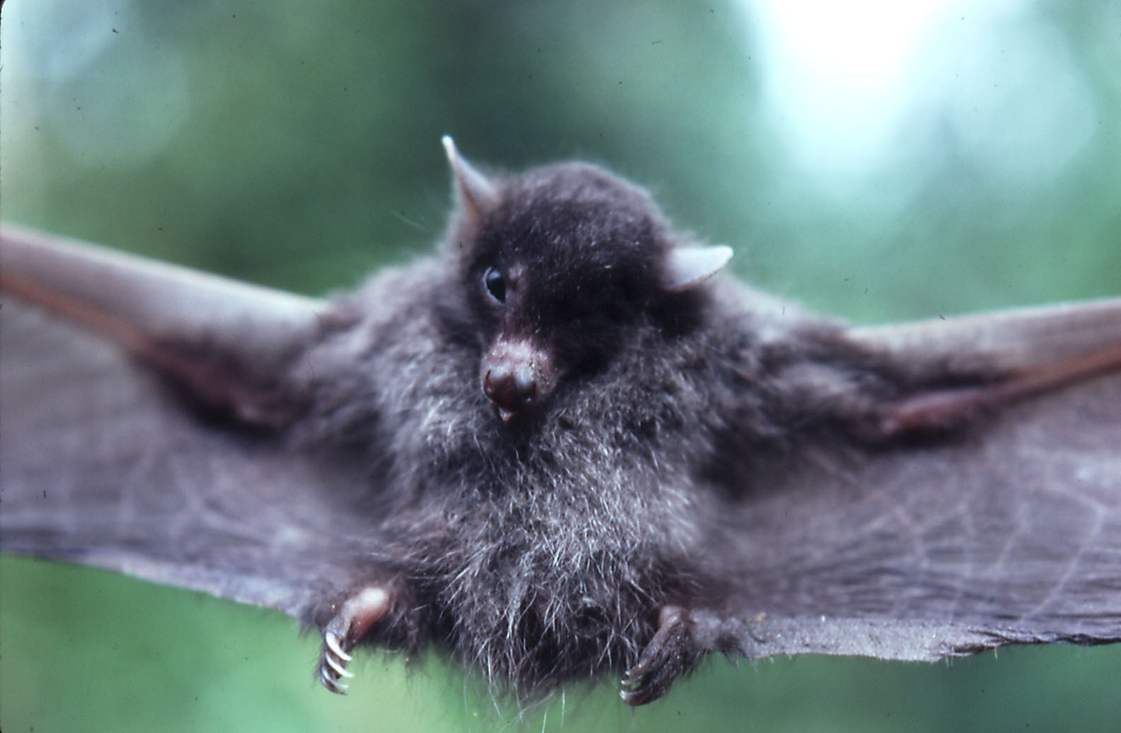 Hairy-footed Moss Forest Blossom Bat (Syconycteris hobbit) - West Sepik Pro