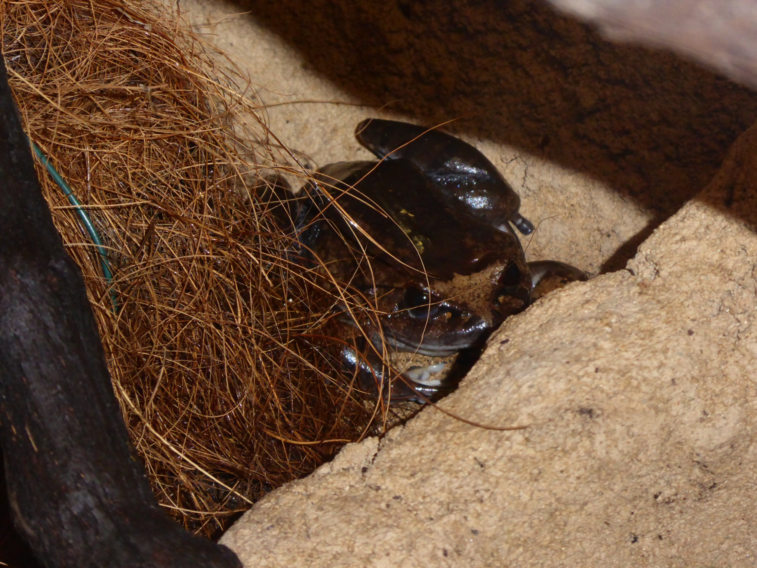 Hairy Frog (Trichobatrachus robustus) at Zoo Ostrava - October 2nd 2019