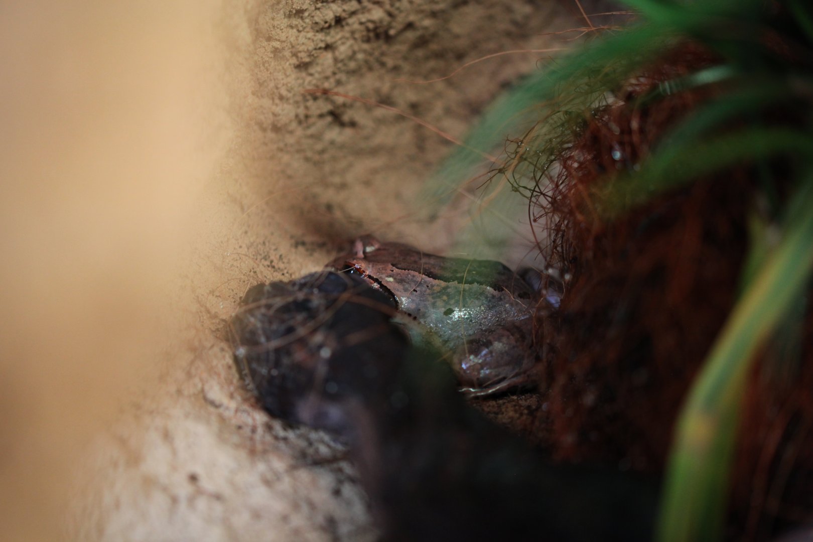 Hairy frog (Trichobatrachus robustus)