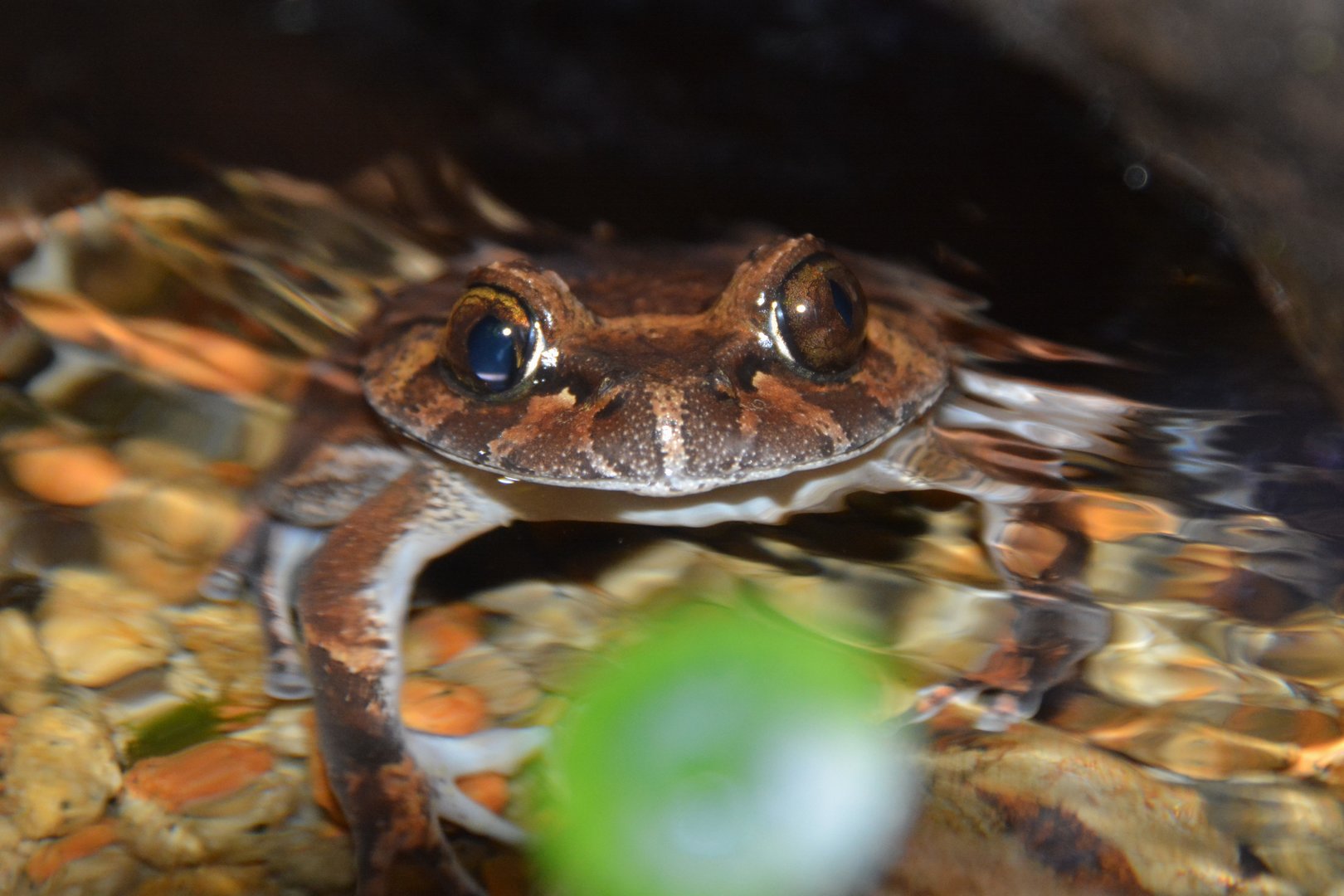 Hairy frog (Trichobatrachus robustus)