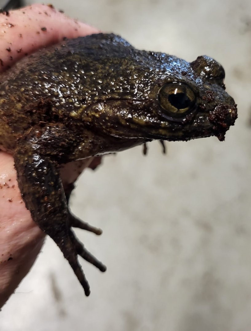 Hairy frog - Trichobatrachus robustus