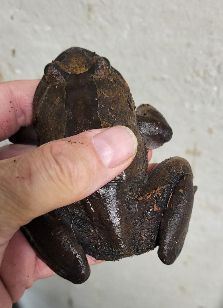 Hairy frog - Trichobatrachus robustus