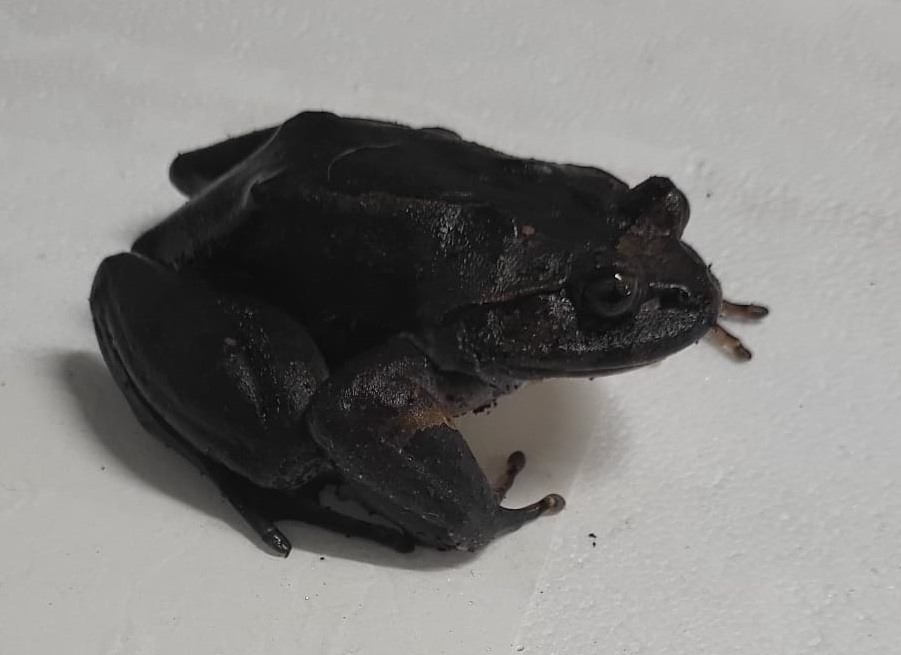 Hairy frog - Trichobatrachus robustus