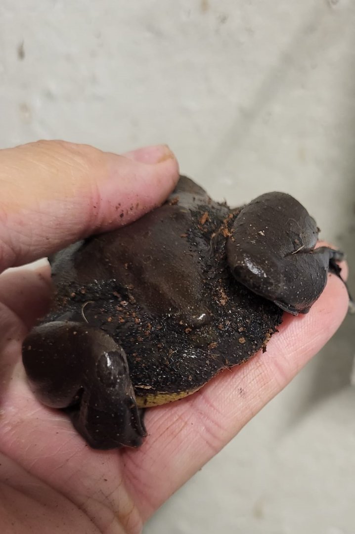 Hairy frog - Trichobatrachus robustus