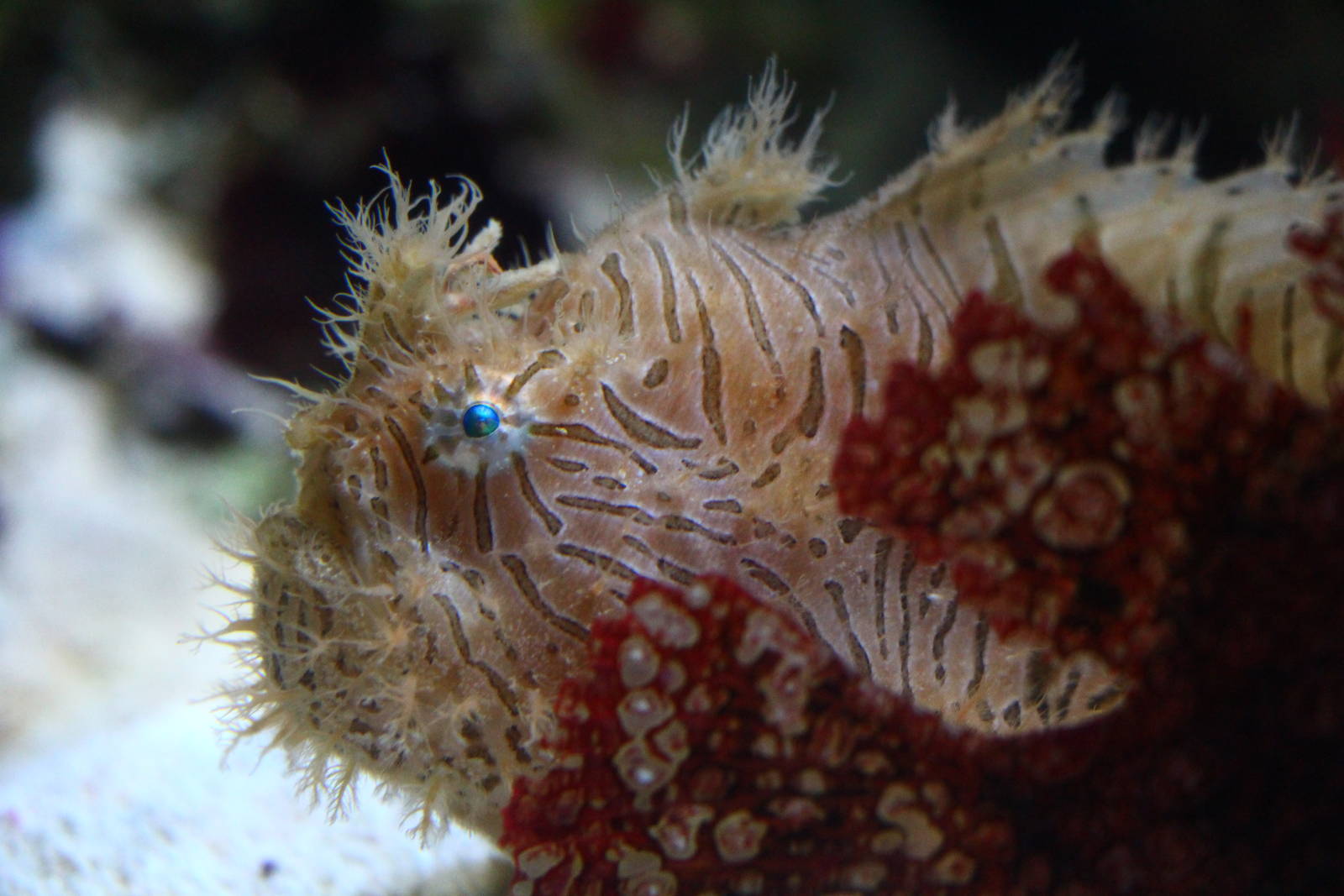 Hairy Frogfish