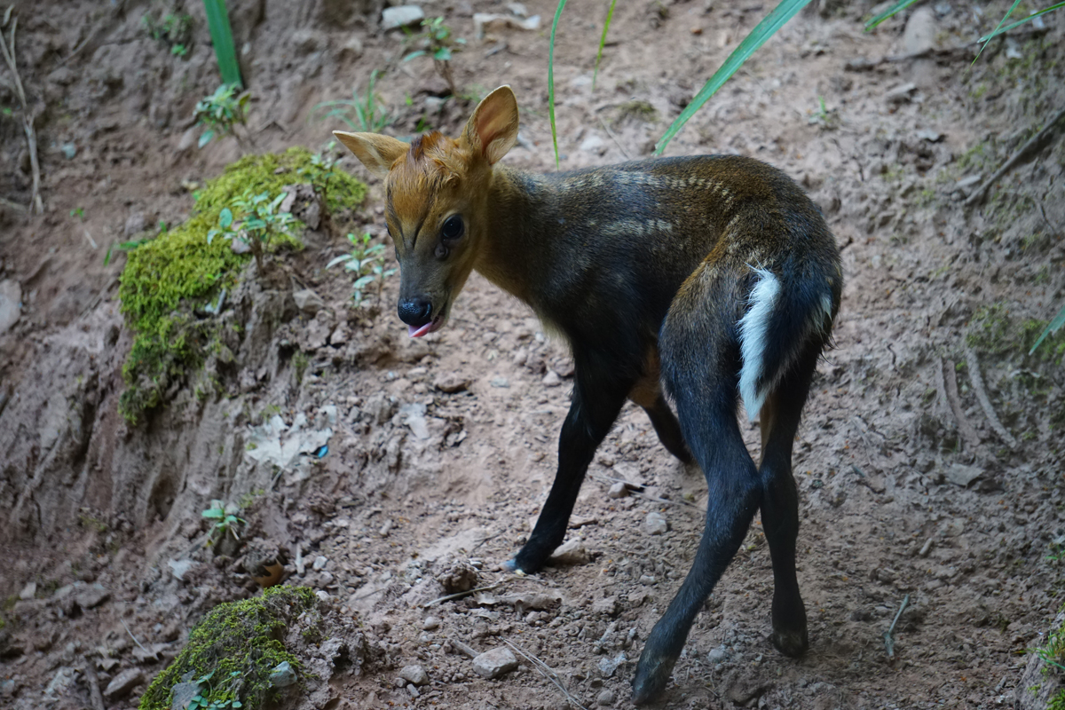Hairy-fronted muntjac cub