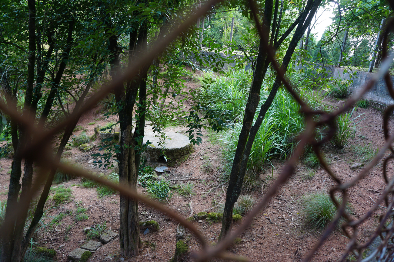 Hairy-fronted muntjac enclosure