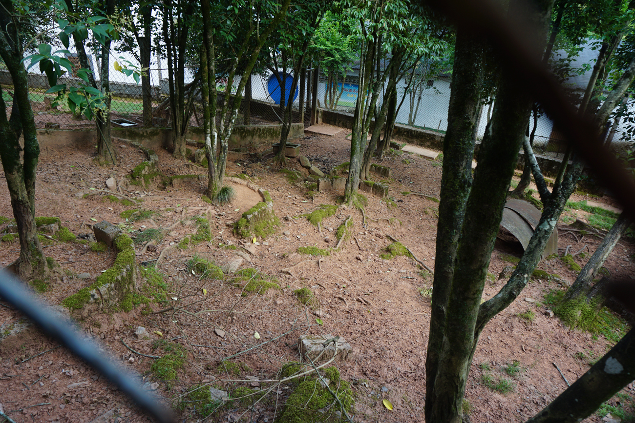 Hairy-fronted muntjac enclosure