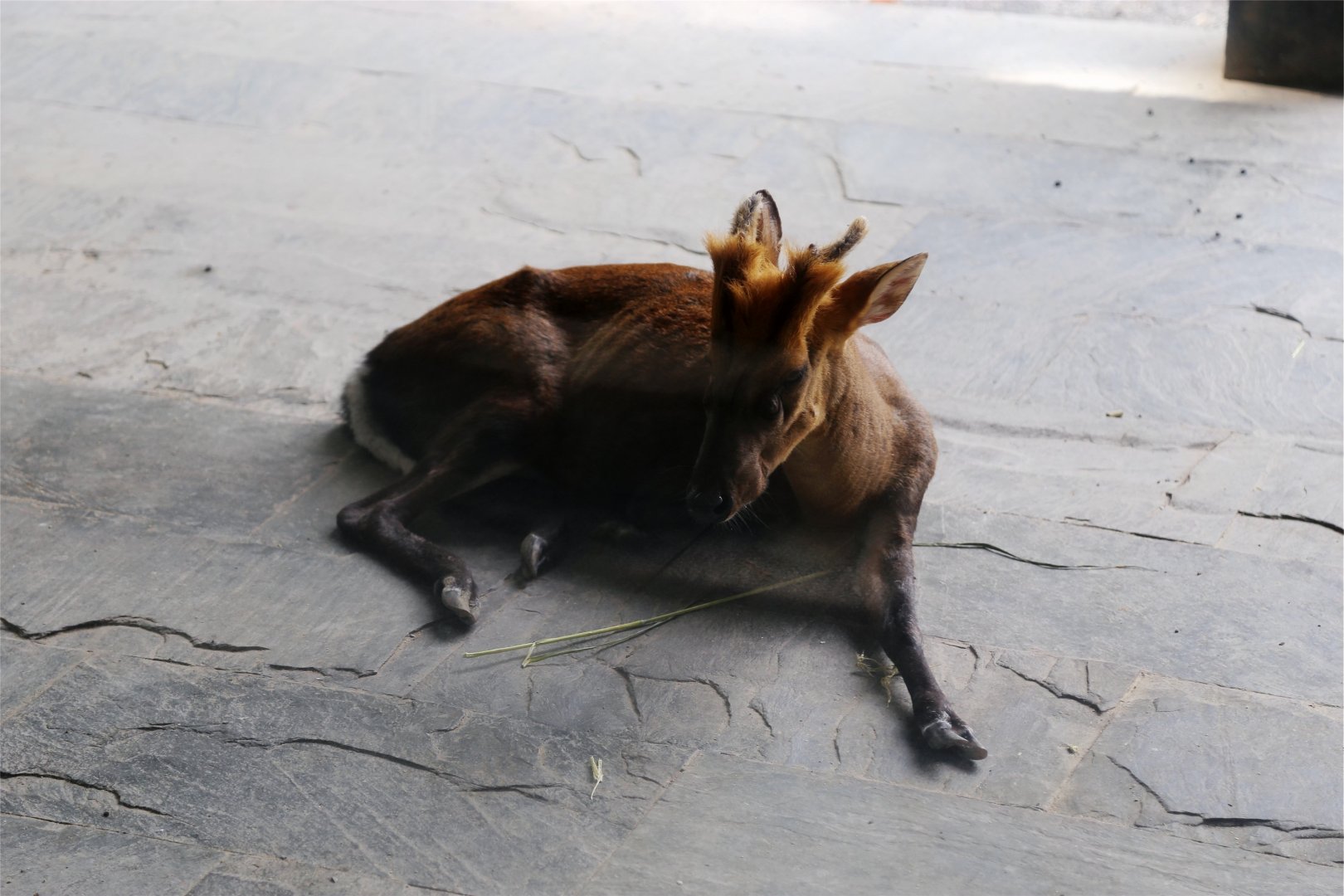 Hairy-fronted Muntjac (Muntiacus crinifrons), August 2017