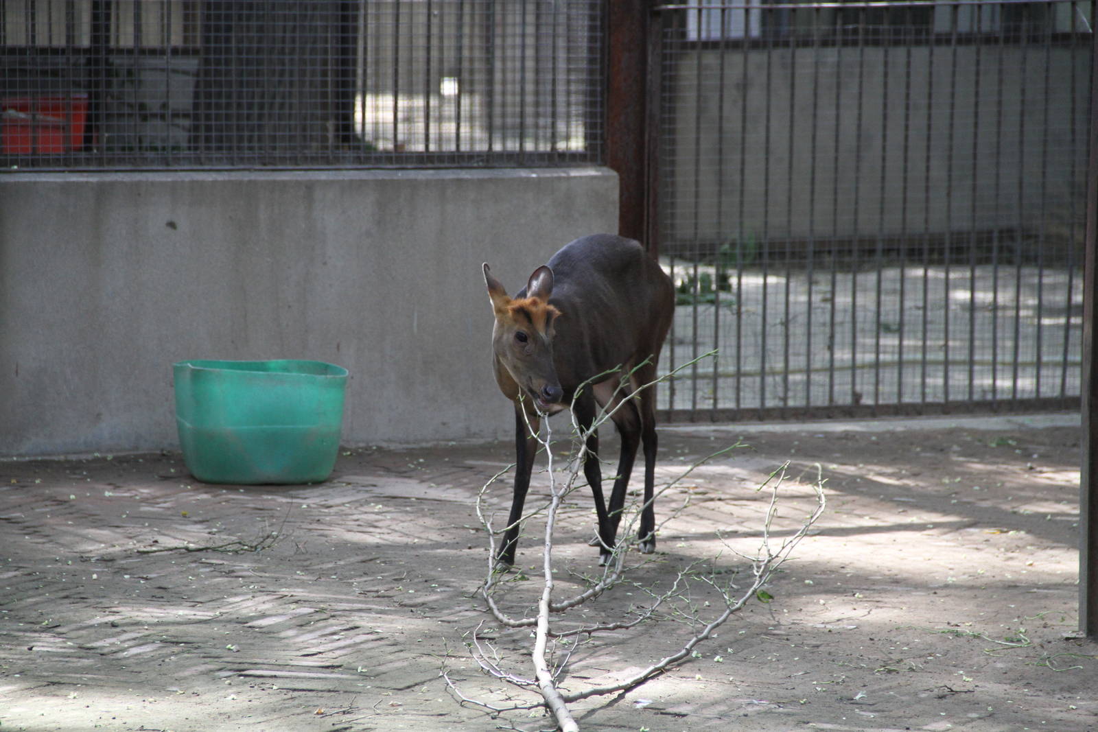Hairy-fronted Muntjac (Muntiacus crinifrons)