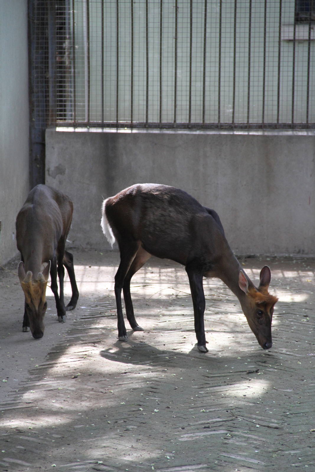 Hairy-fronted Muntjac (Muntiacus crinifrons)
