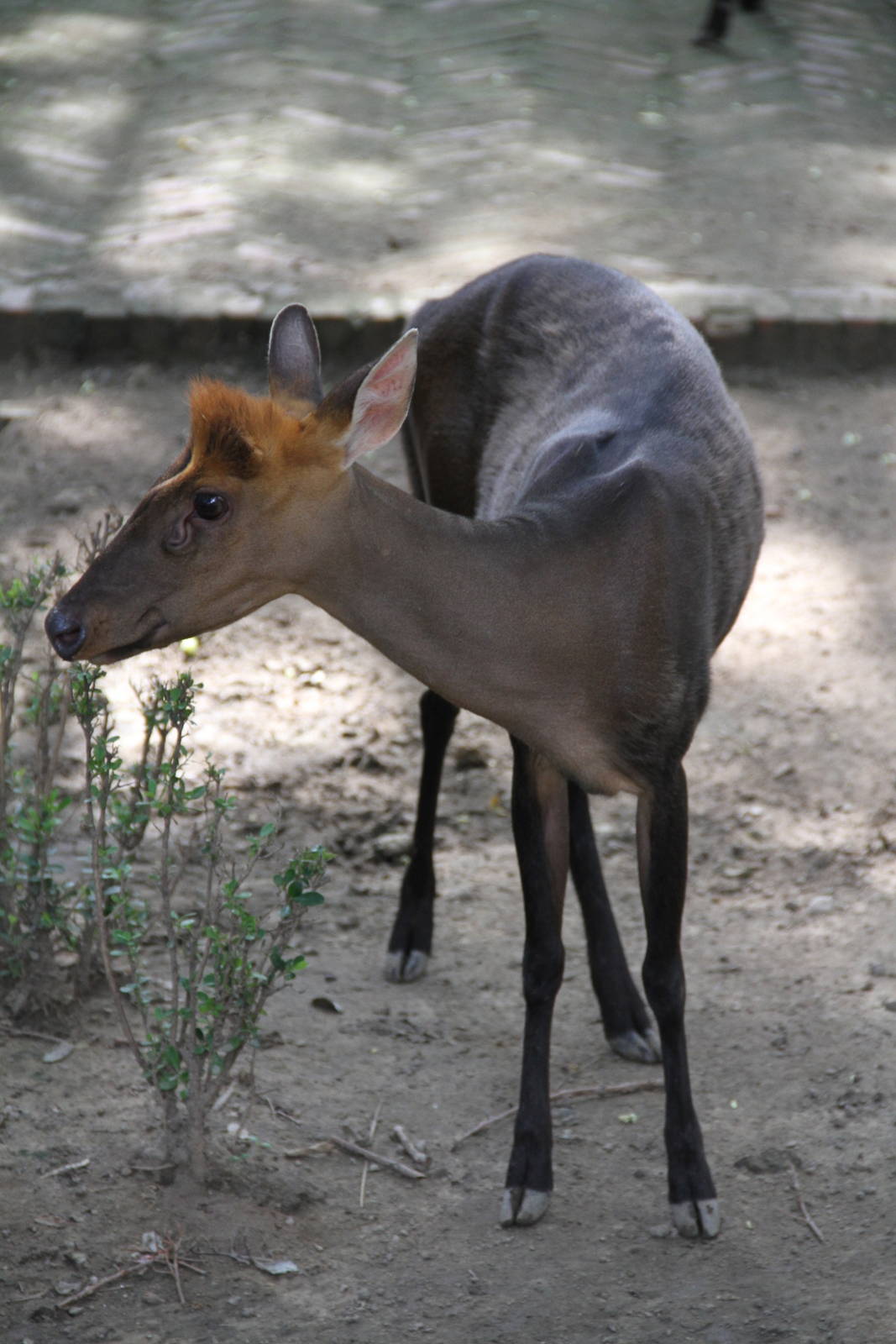 Hairy-fronted Muntjac (Muntiacus crinifrons)