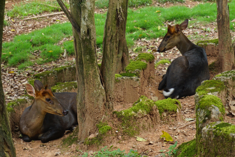 Hairy-fronted muntjac (Muntiacus crinifrons)