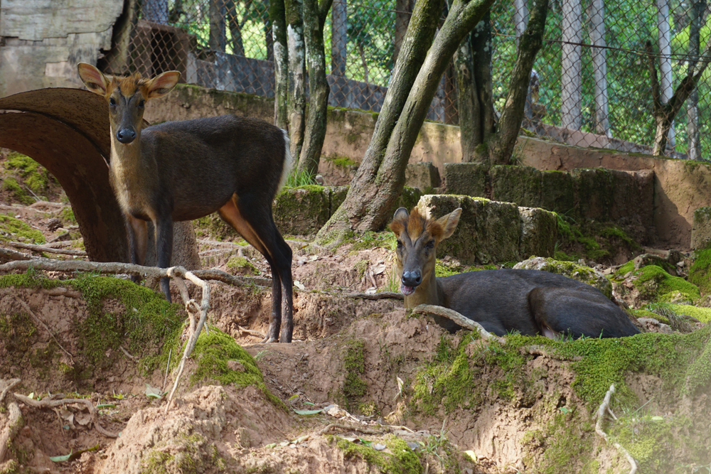 Hairy-fronted muntjac (Muntiacus crinifrons)