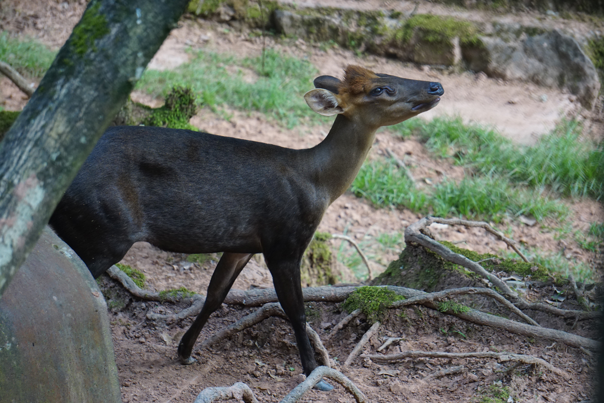 Hairy-fronted muntjac (Muntiacus crinifrons)