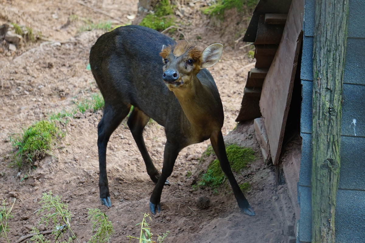 Hairy-fronted muntjac (Muntiacus crinifrons)