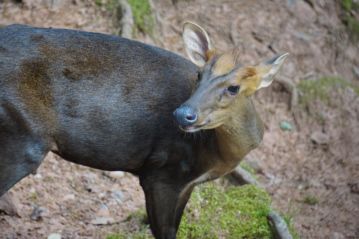 Hairy-fronted muntjac (Muntiacus crinifrons)