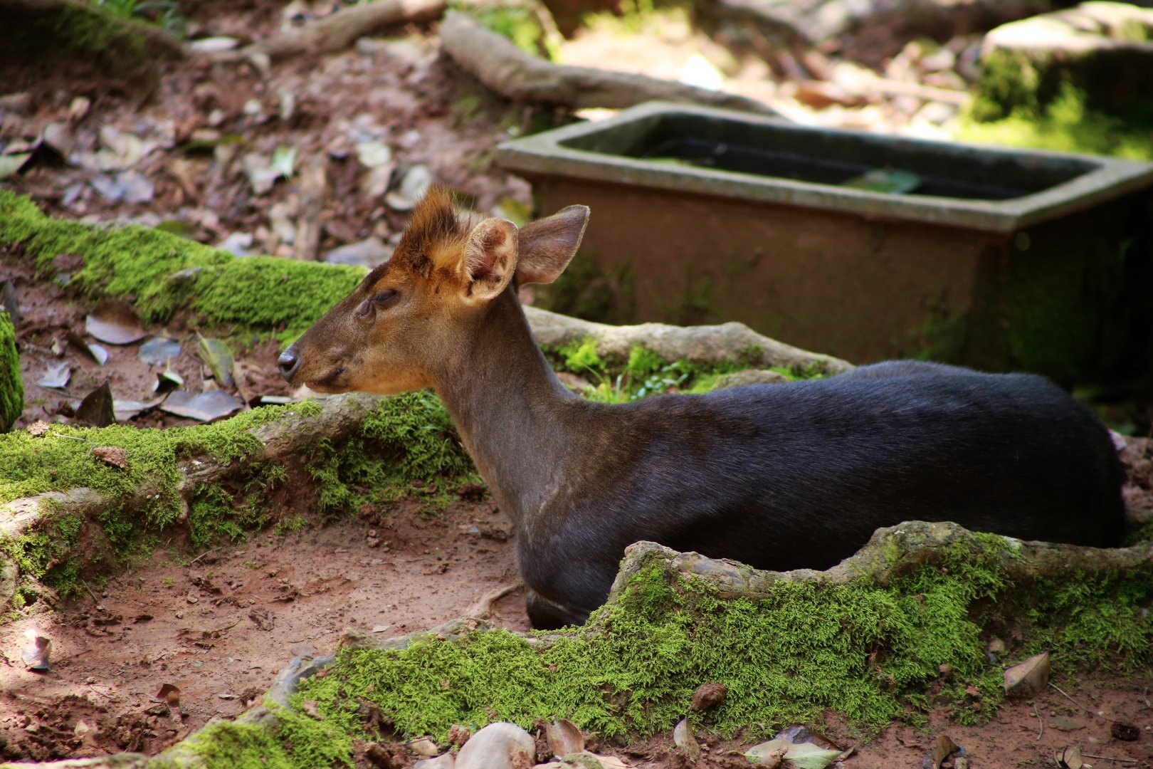 Hairy-fronted Muntjac (Muntiacus crinifrons)