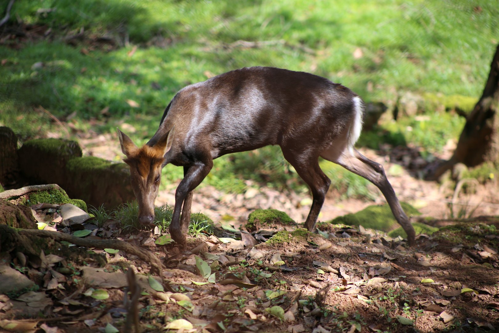 Hairy-fronted Muntjac (Muntiacus crinifrons)