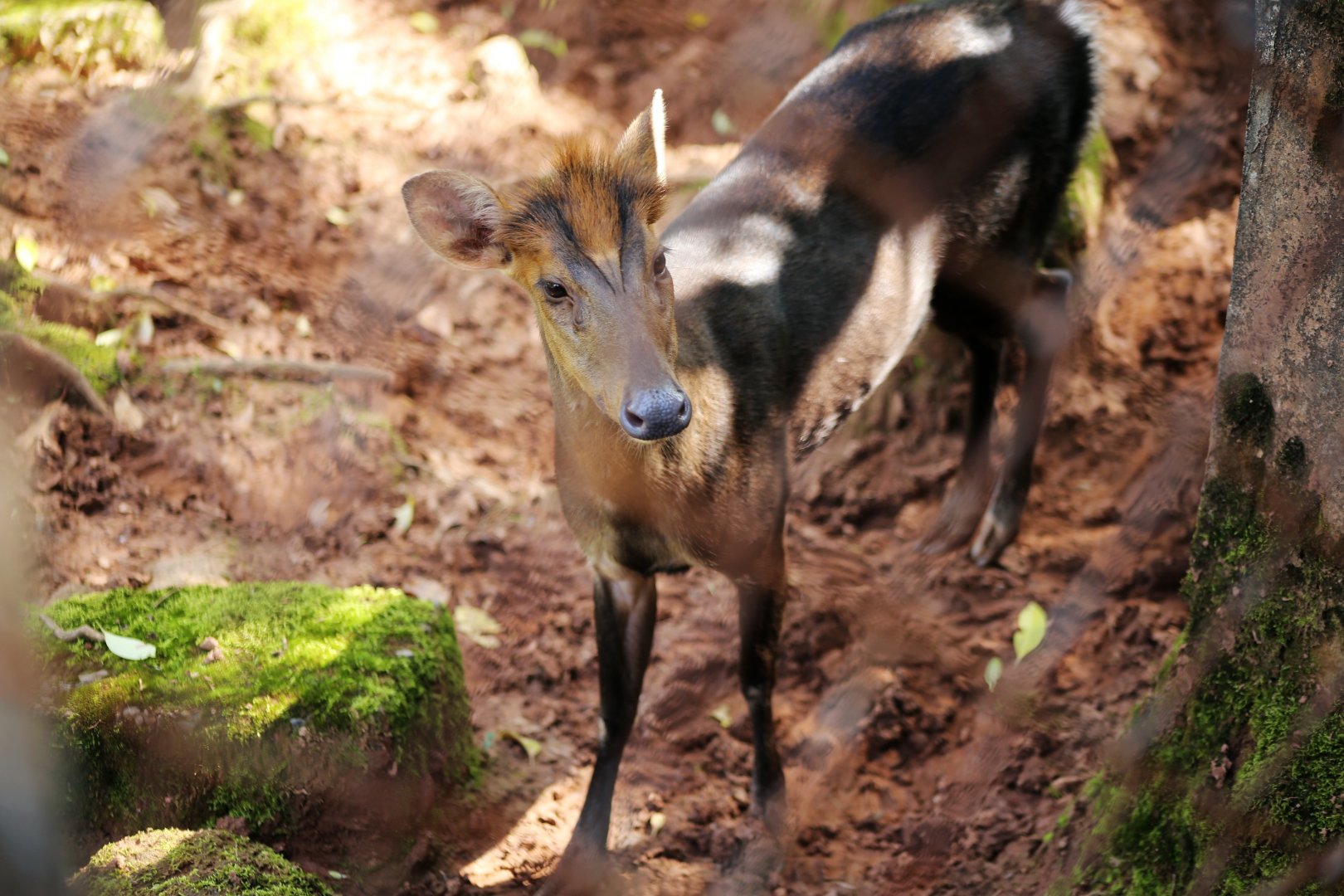 Hairy-fronted Muntjac (Muntiacus crinifrons)
