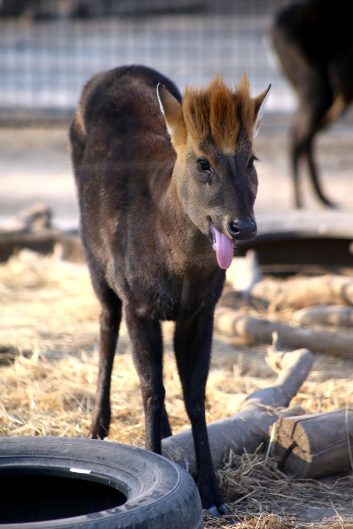 Hairy-fronted Muntjac (Muntiacus crinifrons)