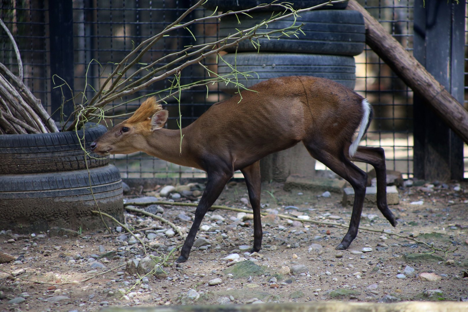 Hairy-fronted Muntjac (Muntiacus crinifrons)
