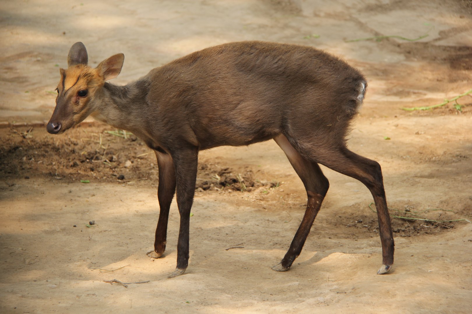 hairy-fronted muntjac or black muntjac (Muntiacus crinifrons)