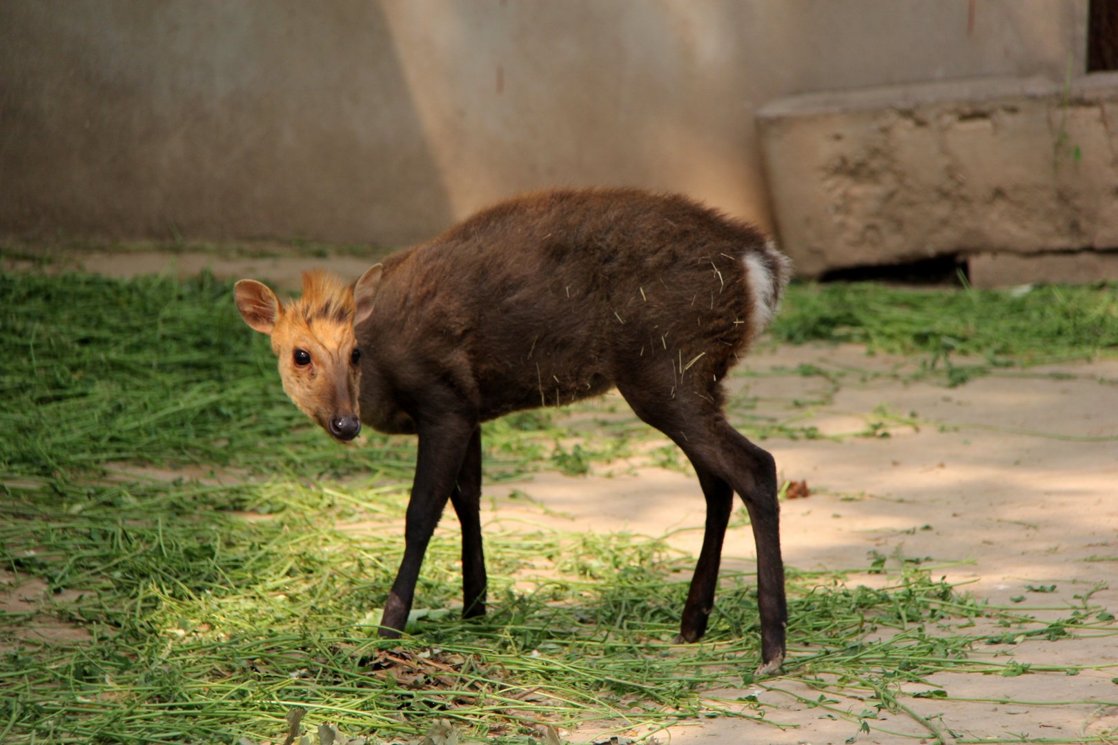 hairy-fronted muntjac or black muntjac (Muntiacus crinifrons)