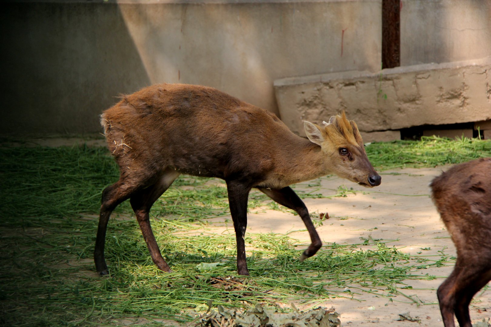 hairy-fronted muntjac or black muntjac (Muntiacus crinifrons)