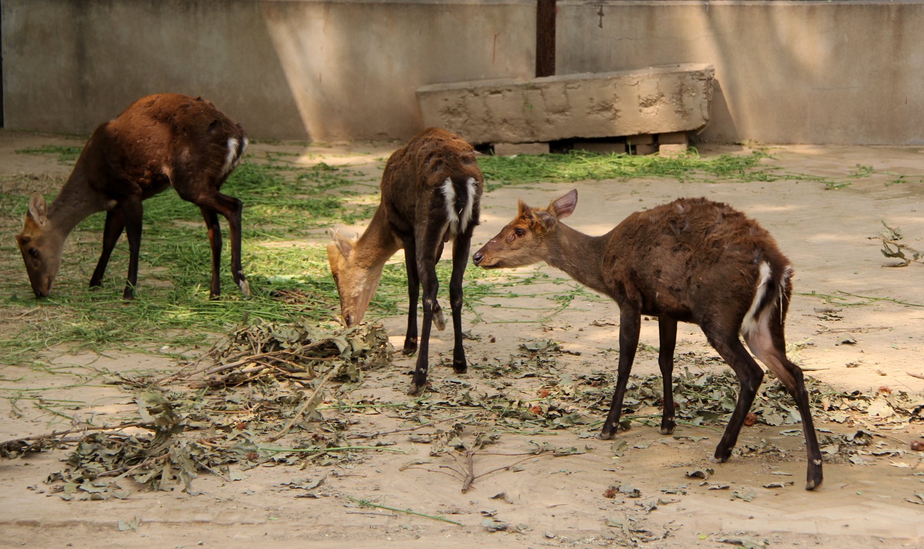 hairy-fronted muntjac or black muntjac (Muntiacus crinifrons)
