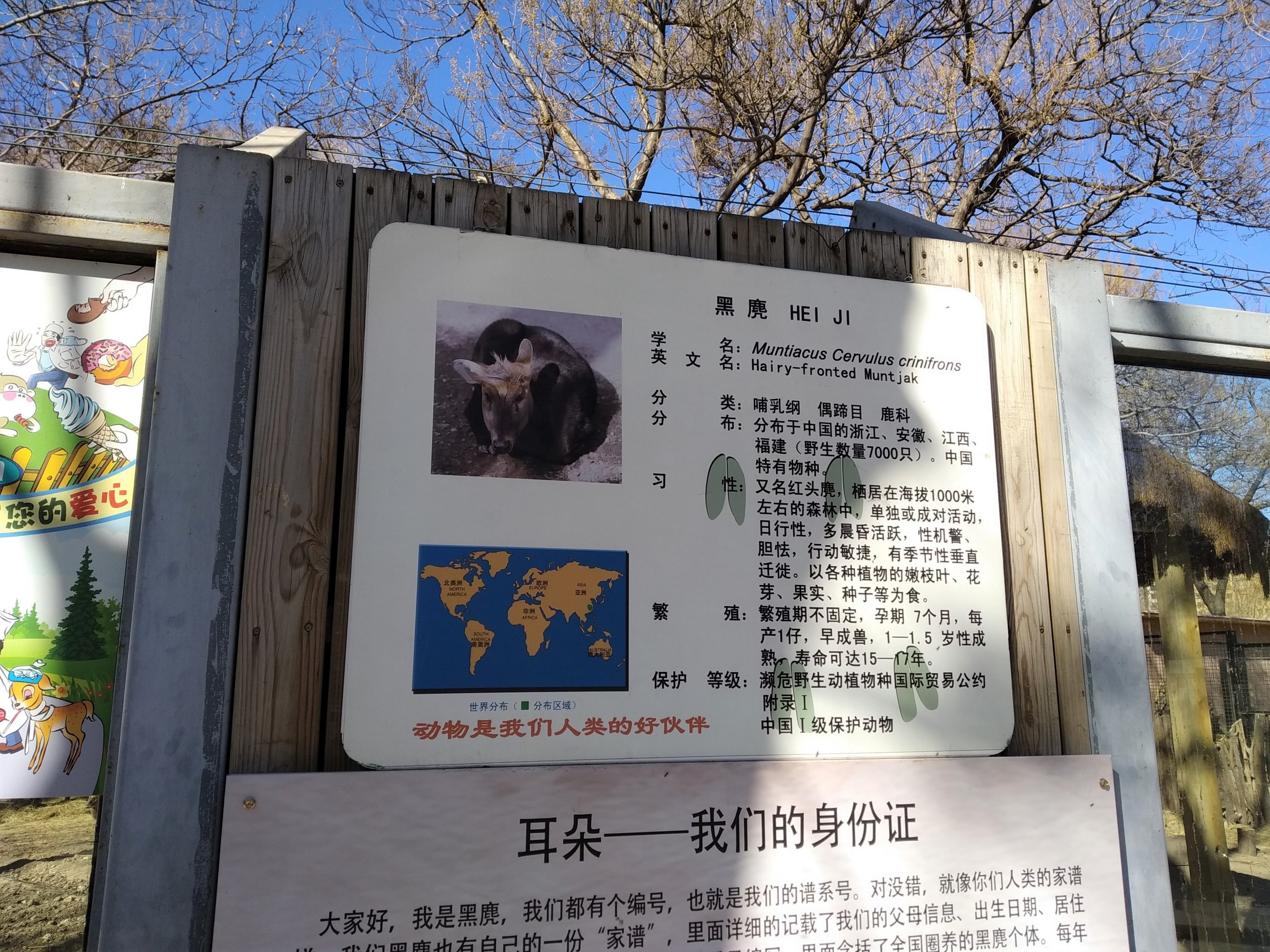 Hairy-fronted Muntjac Signage