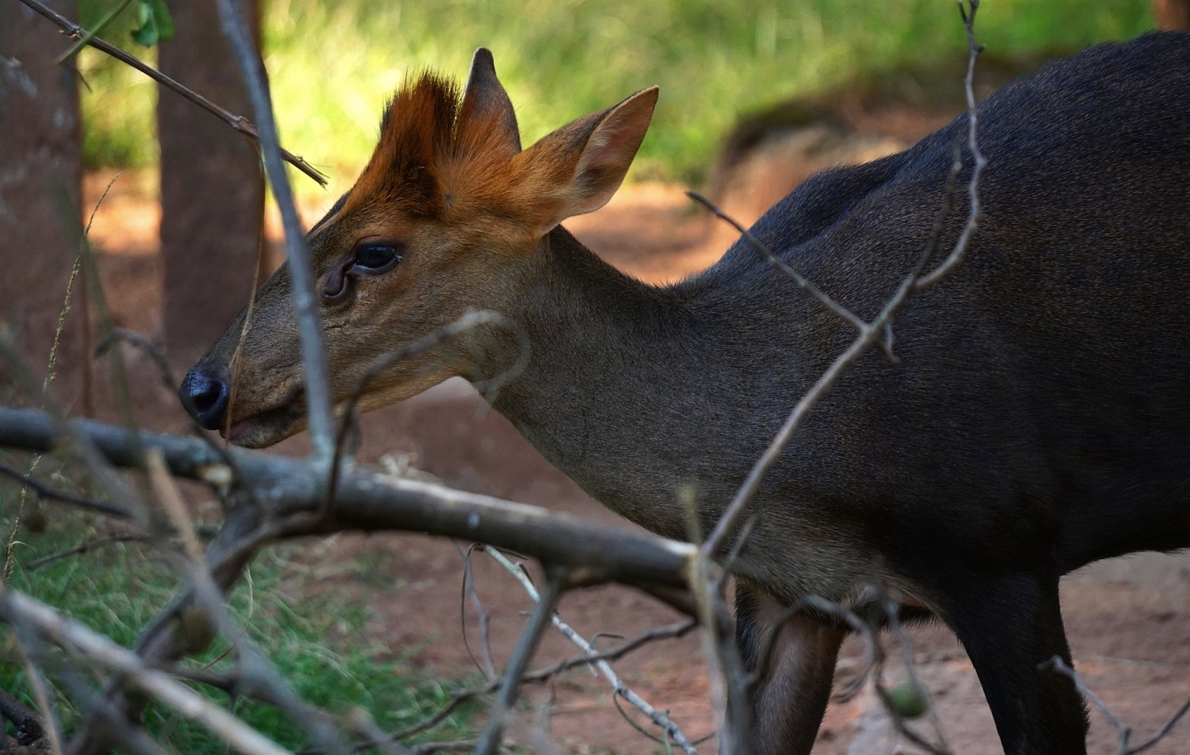 Hairy-fronted muntjac