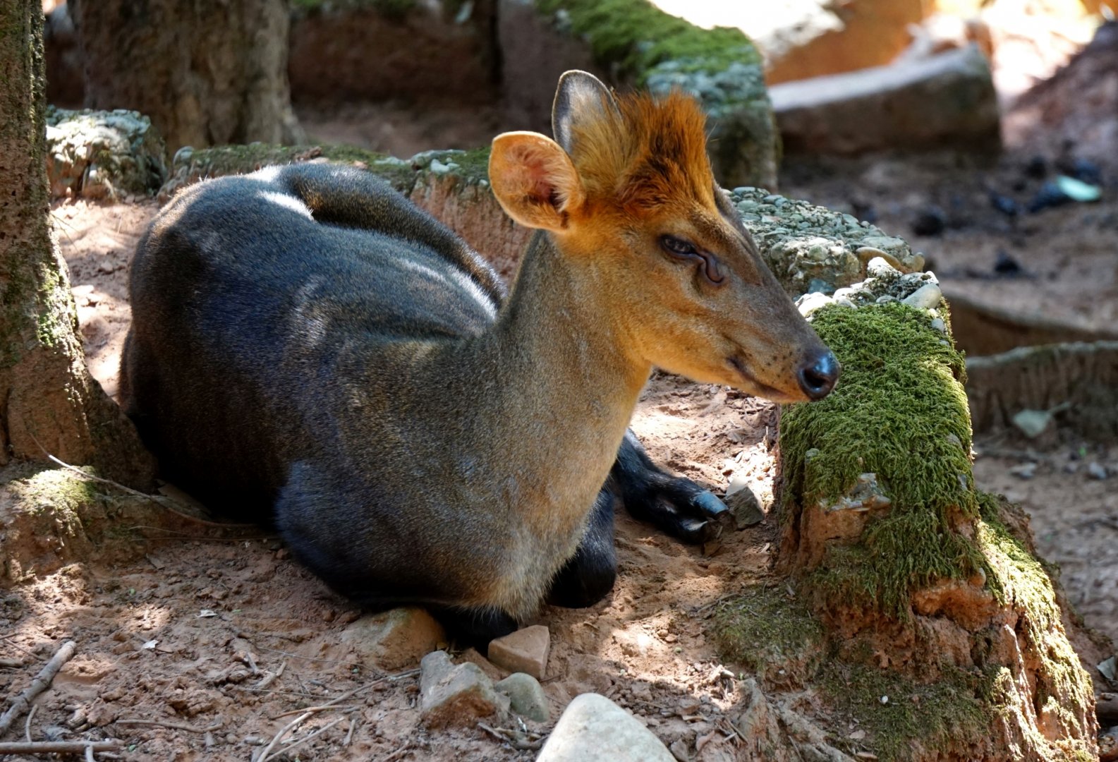 Hairy-fronted muntjac