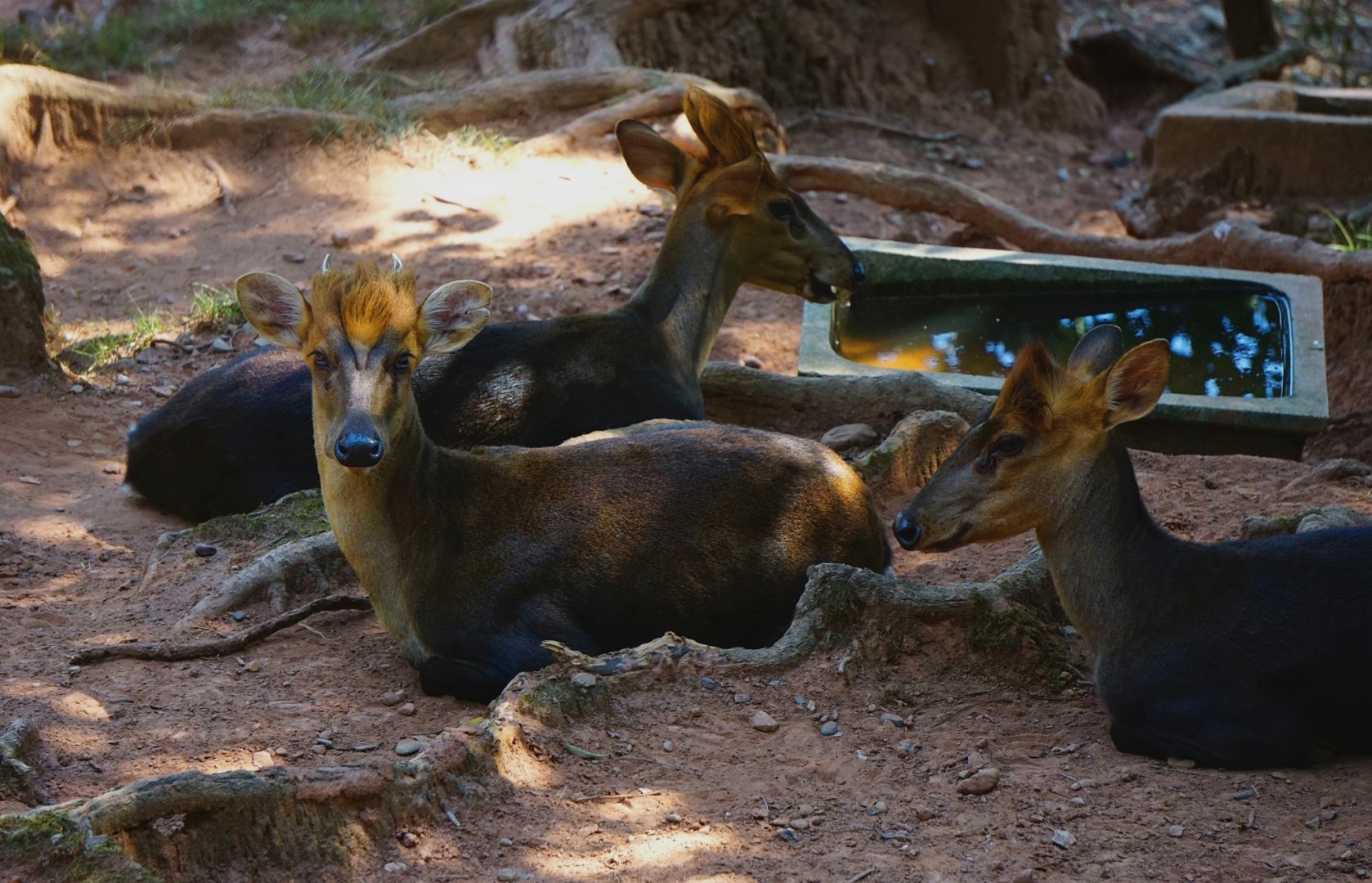 Hairy-fronted muntjac