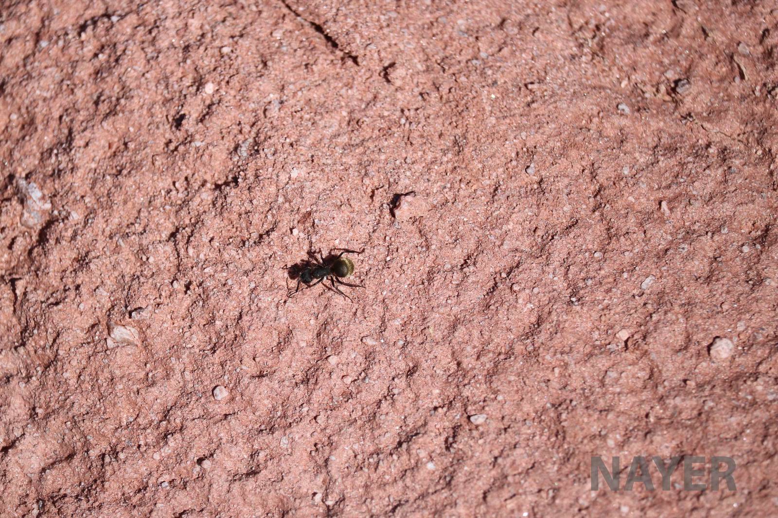 Hairy (/Golden)-rumped ant, April 2016