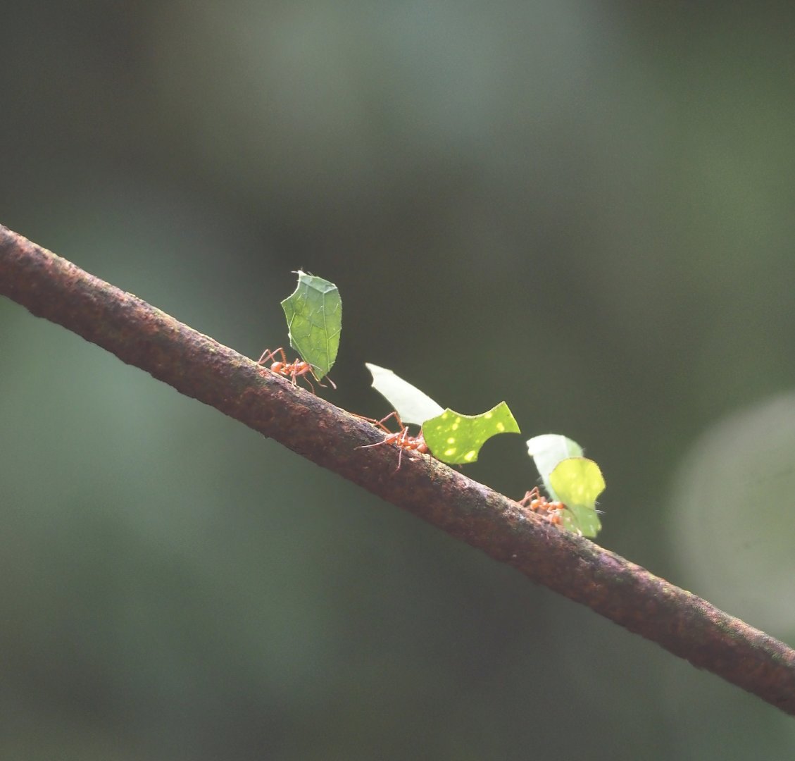 Hairy-headed leafcutter ants (Atta cephalotes), 2025-05-17