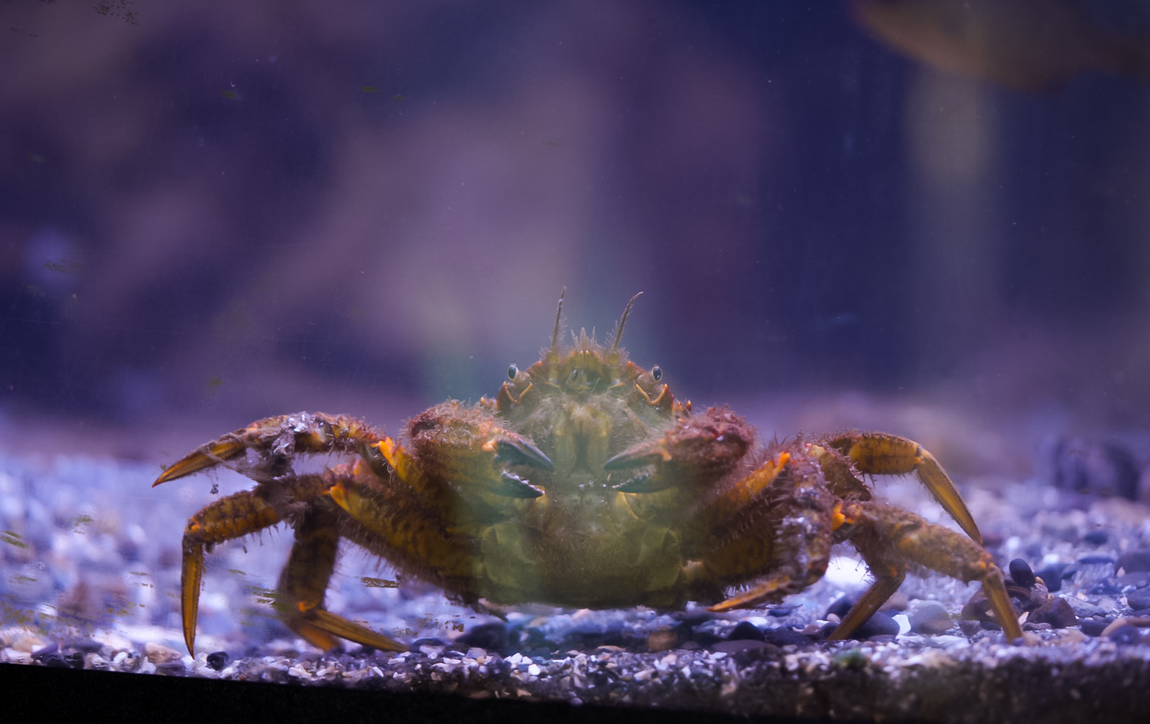 Hairy Helmet Crab (MaST Aquarium)