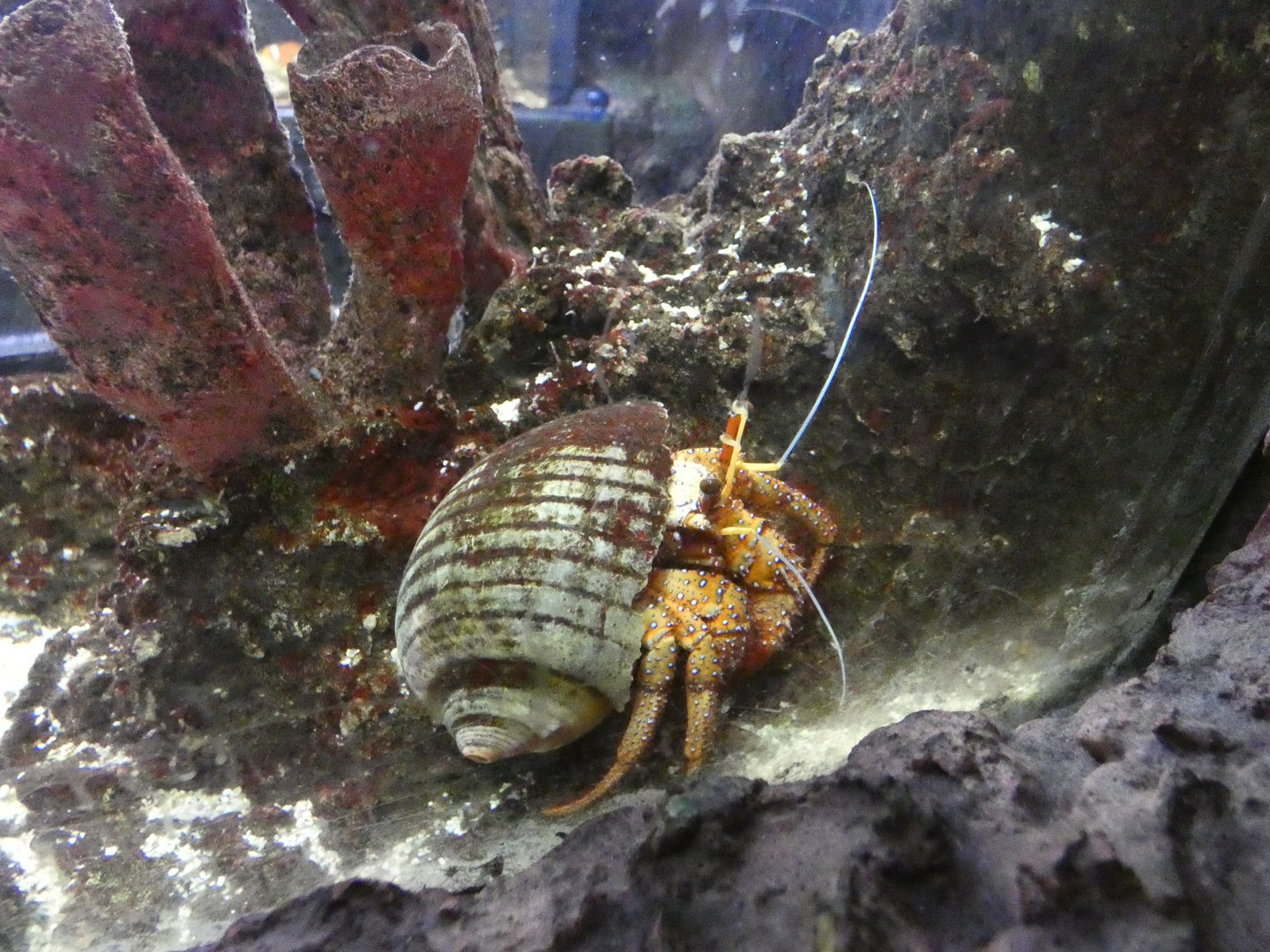 Hairy hermit crab