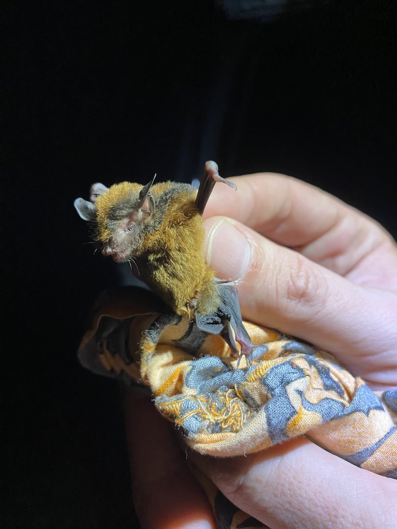 Hairy-legged Myotis (Myotis pilosatibialis)