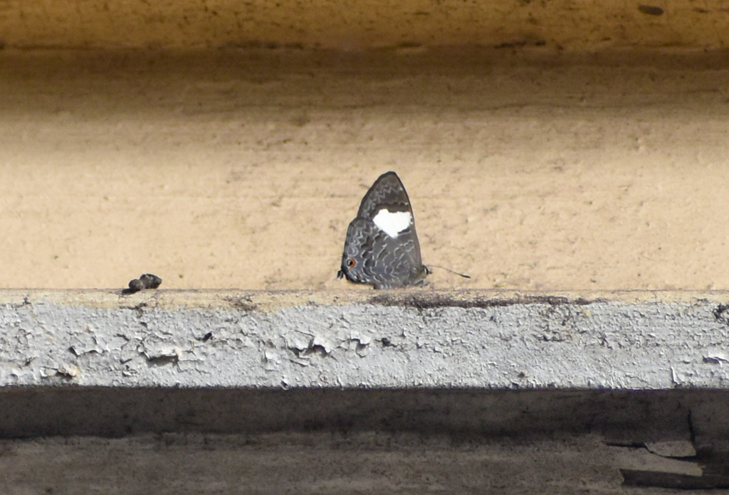 Hairy Line-Blue, Erysichton lineatus