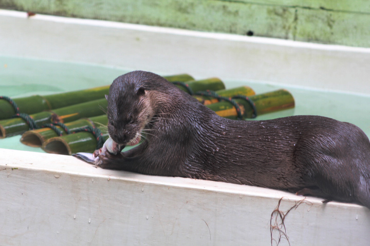 Hairy-nosed otter (Lutra sumatrana) biting an fish head off - PCBA