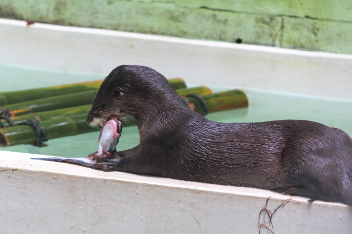 Hairy-nosed otter (Lutra sumatrana) chewing a fish top half - PCBA