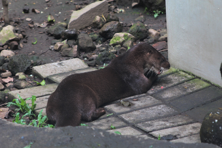 Hairy-nosed otter (Lutra sumatrana) on the brick floor - PCBA
