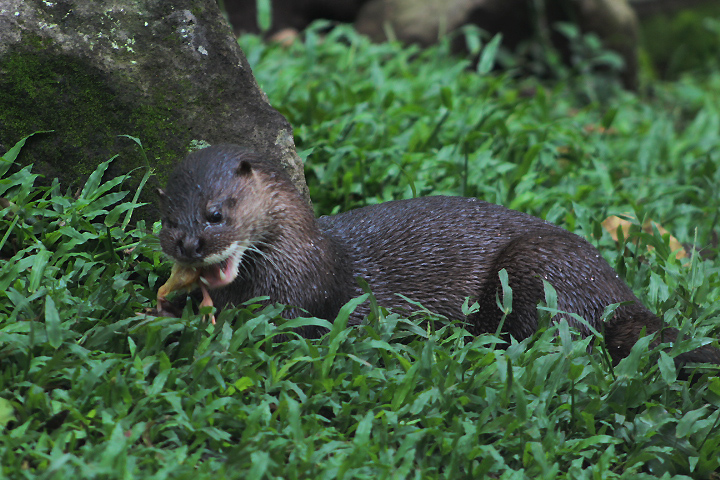 Hairy-nosed otter (Lutra sumatrana) on the grass - PCBA