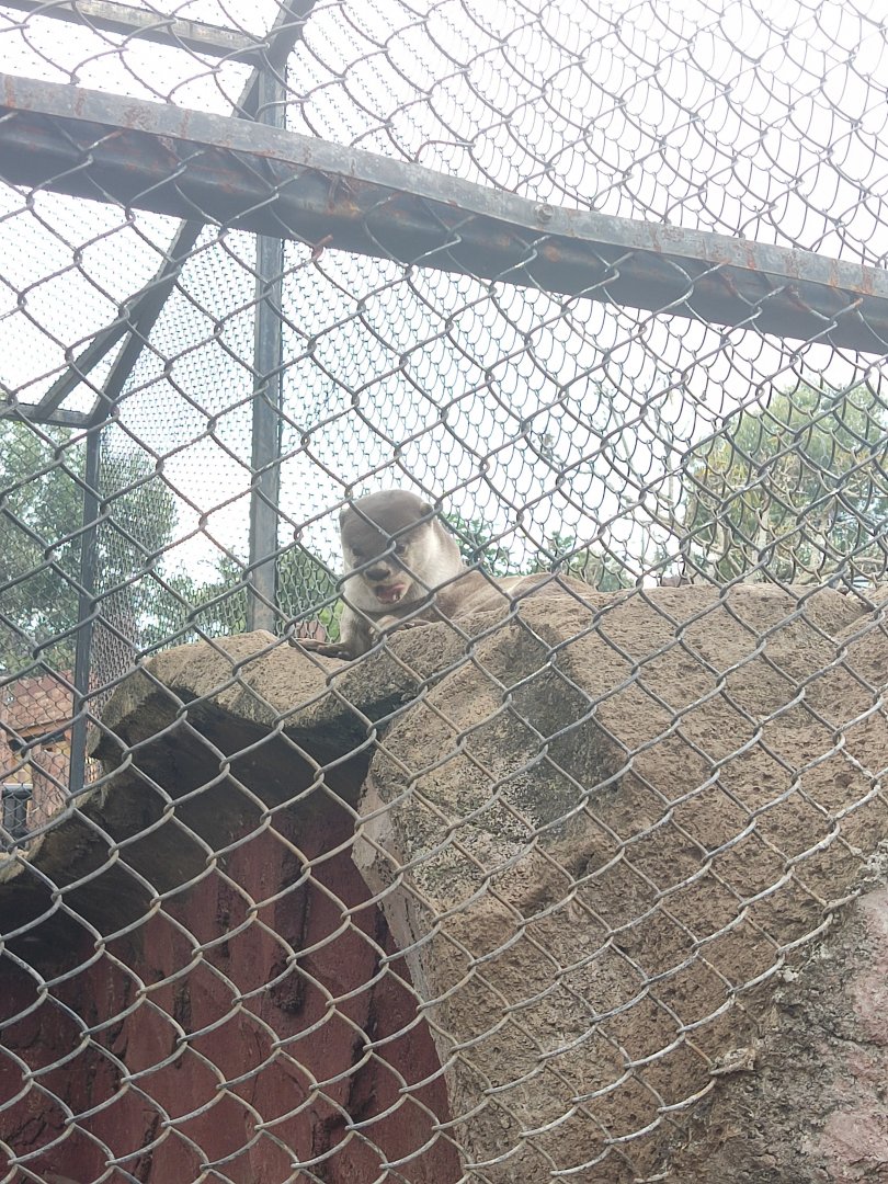 Hairy-nosed Otter (Lutra sumatrana)