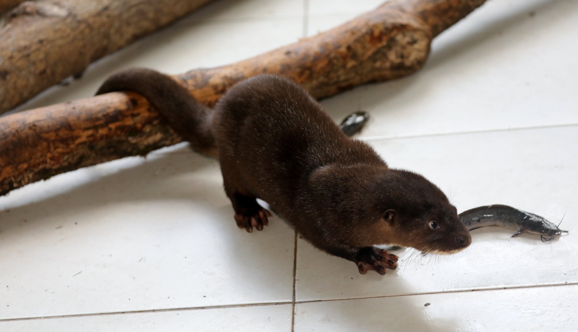 hairy-nosed otter (Lutra sumatrana)