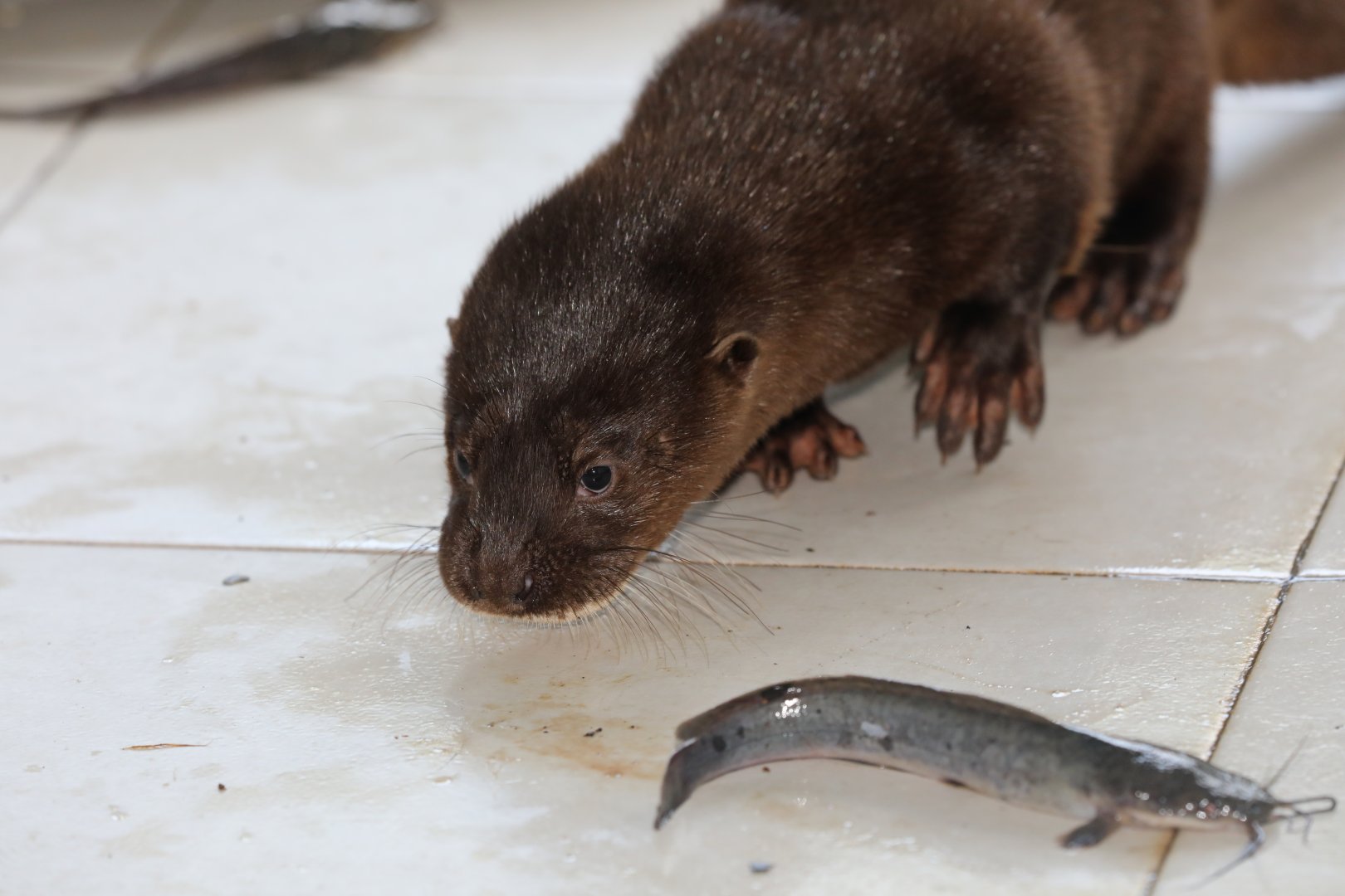 hairy-nosed otter (Lutra sumatrana)