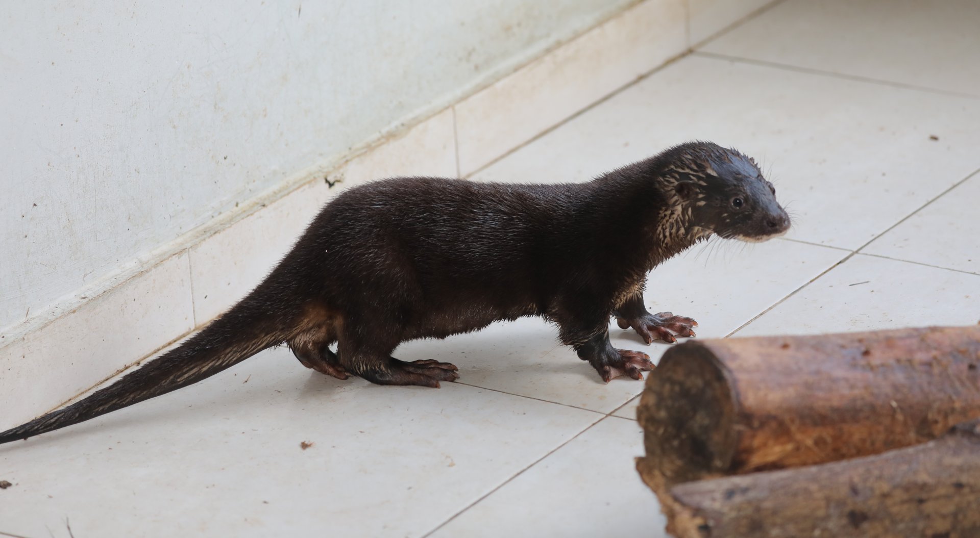 hairy-nosed otter (Lutra sumatrana)
